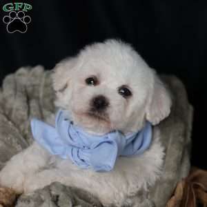 Jagger, Bichon Frise Puppy